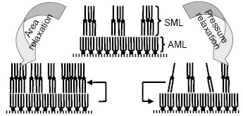 Langmuir relaxation